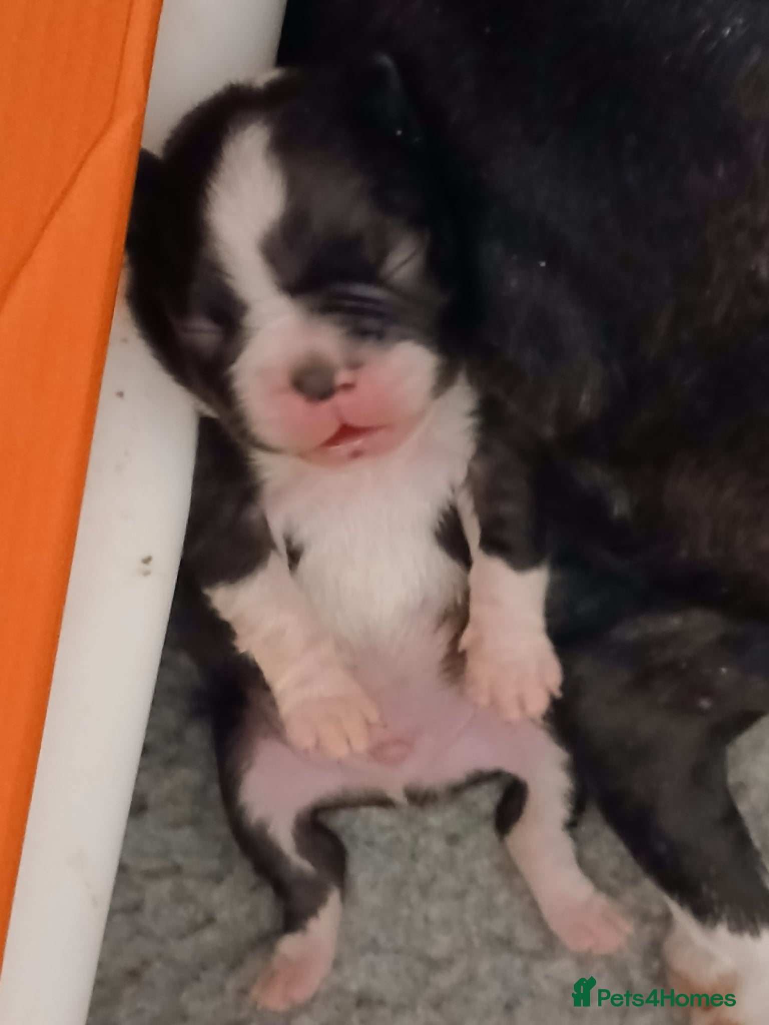 Boston Terrier dogs for sale: Boston Terrier puppies JHC4 hereditary free - Advert 5