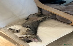 Domestic Shorthair cats for sale: Kittens - Image 18