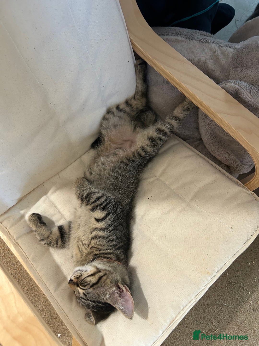 Domestic Shorthair cats for sale: Kittens - Image 18