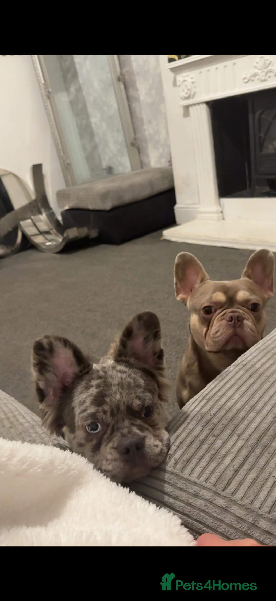 French Bulldog dogs for stud: Tan French bull dog  in Widnes - Advert 5