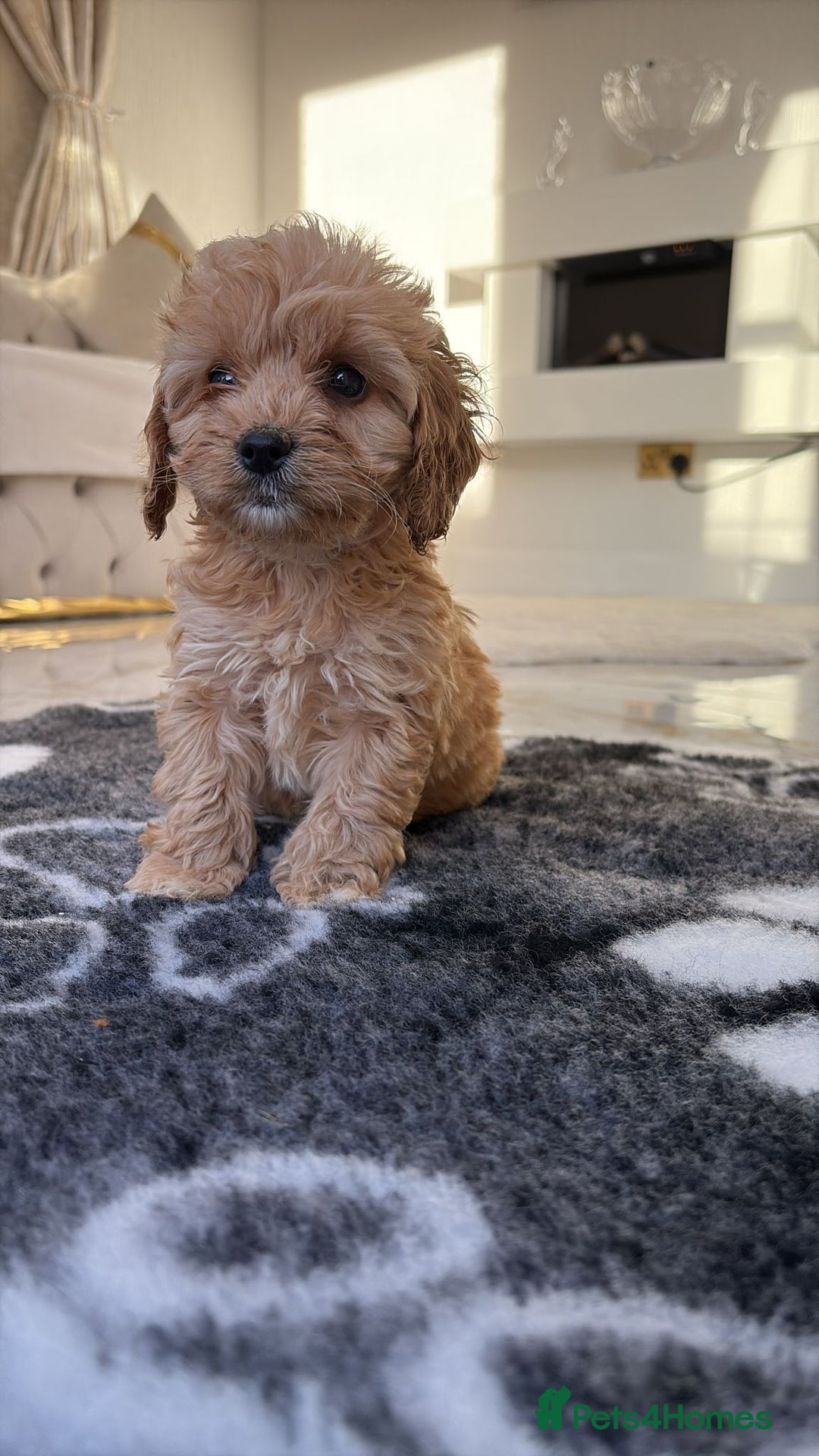 Cockapoo dogs for sale: F1 pra clear Cockapoos(council lincesed breeder) - Advert 16