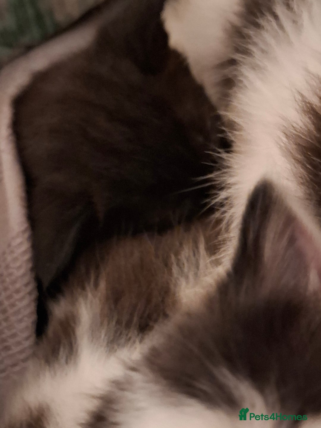 Mixed Breed cats for sale: 3 Kittens awaiting there new family. - Advert 9