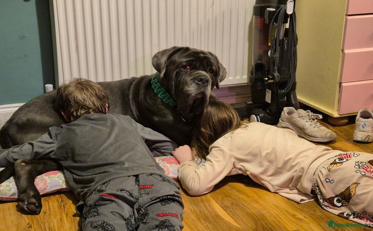 Neapolitan Mastiff dogs - Advert 1