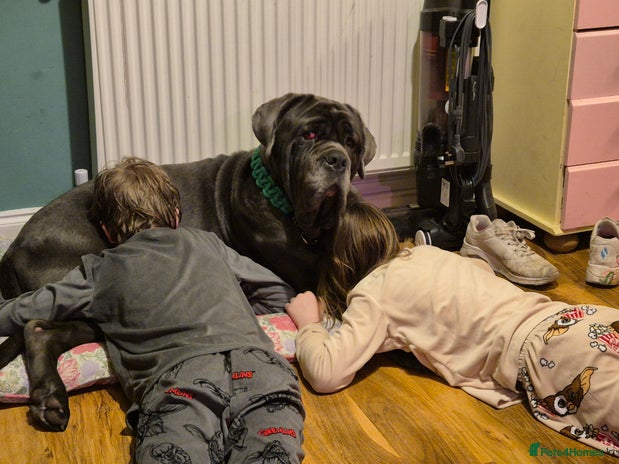 Neapolitan Mastiff dogs - Advert 4