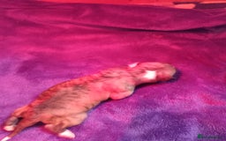 Whippet dogs for sale: Top Class Whippet Puppies bred from Champions - Image 18