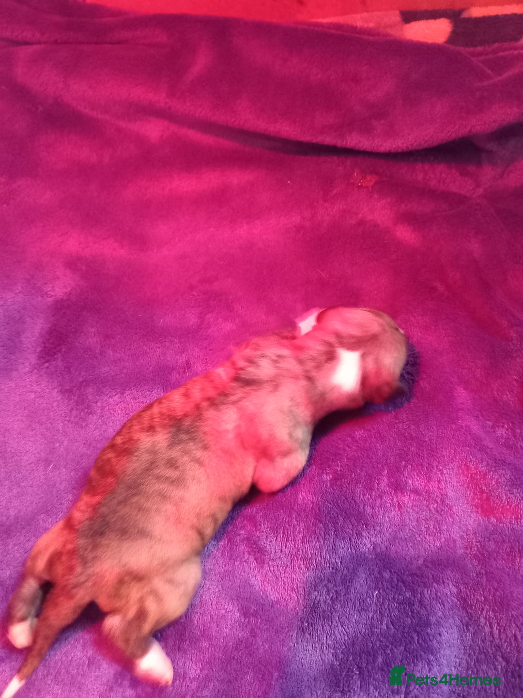 Whippet dogs for sale: Top Class Whippet Puppies bred from Champions - Image 18