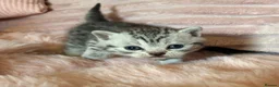 British Shorthair cats for sale: Beautiful bsh kittens  - Advert 22