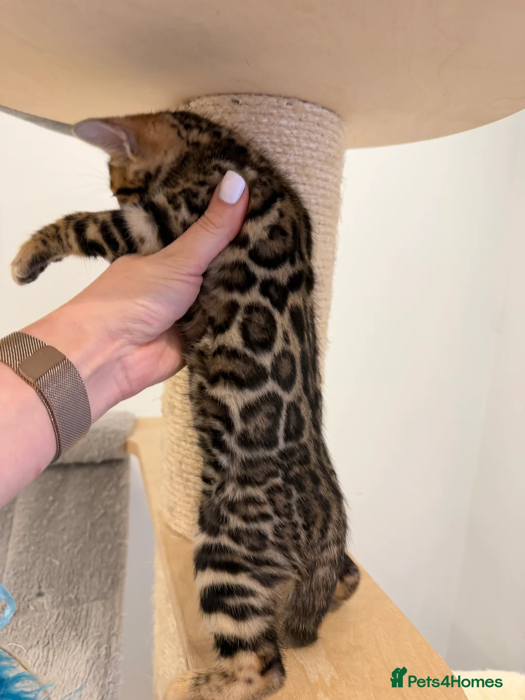 Bengal cats for sale: Bengal kittens 🥰🥰🥰🇬🇧🇬🇧🇬🇧 - Advert 3