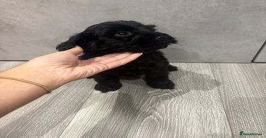 Cockapoo dogs - Advert 8