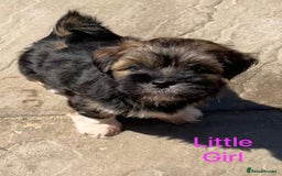 Lhasa Apso dogs for sale: Two Adorable KC Reg Puppies GPRA4 Clear - Image 13
