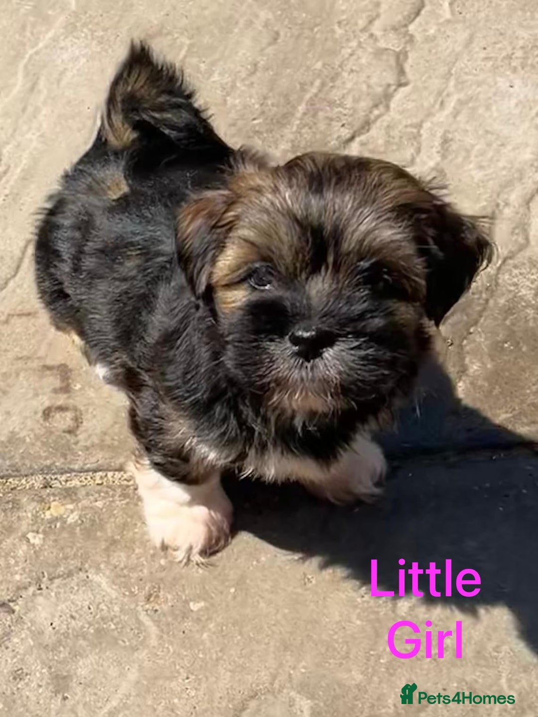 Lhasa Apso dogs for sale: Two Adorable KC Reg Puppies GPRA4 Clear - Image 13