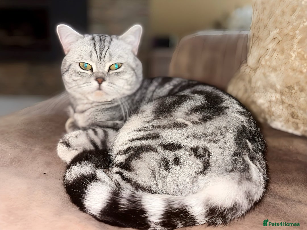 British Shorthair cats for stud: BSH Classic Silver Tabby for Stud  in Nottingham - Image 1