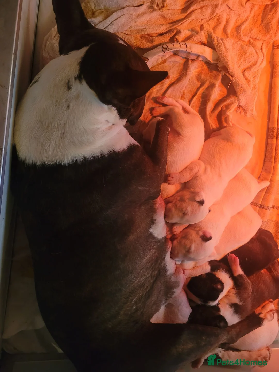 English Bull Terrier dogs for sale: BEAUTIFUL English BULL TERRIER PUPS  - Advert 2