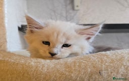 Maine Coon cats for sale: RARE Maine Coon Kittens Black Shaded  - Image 33