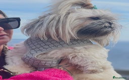 Shih Tzu dogs for sale: Shih Tzu KARASHISHI Line Two Boys Left Green Eyes - Advert 3