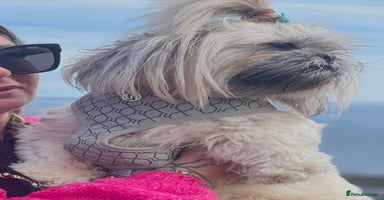 Shih Tzu dogs Shih Tzu KARASHISHI Line Two Boys Left Green Eyes - Advert 16