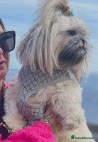 Shih Tzu dogs Shih Tzu KARASHISHI Line Two Boys Left Green Eyes - Advert 7