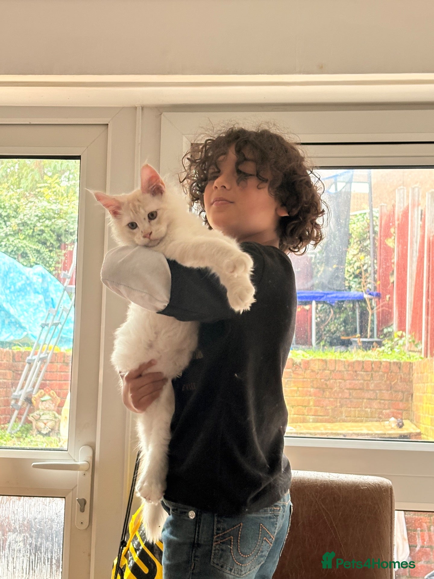 Maine Coon cats for sale: 🐾✨ MAJESTIC MAINE COON KITTENS ✨🐾 - Advert 1