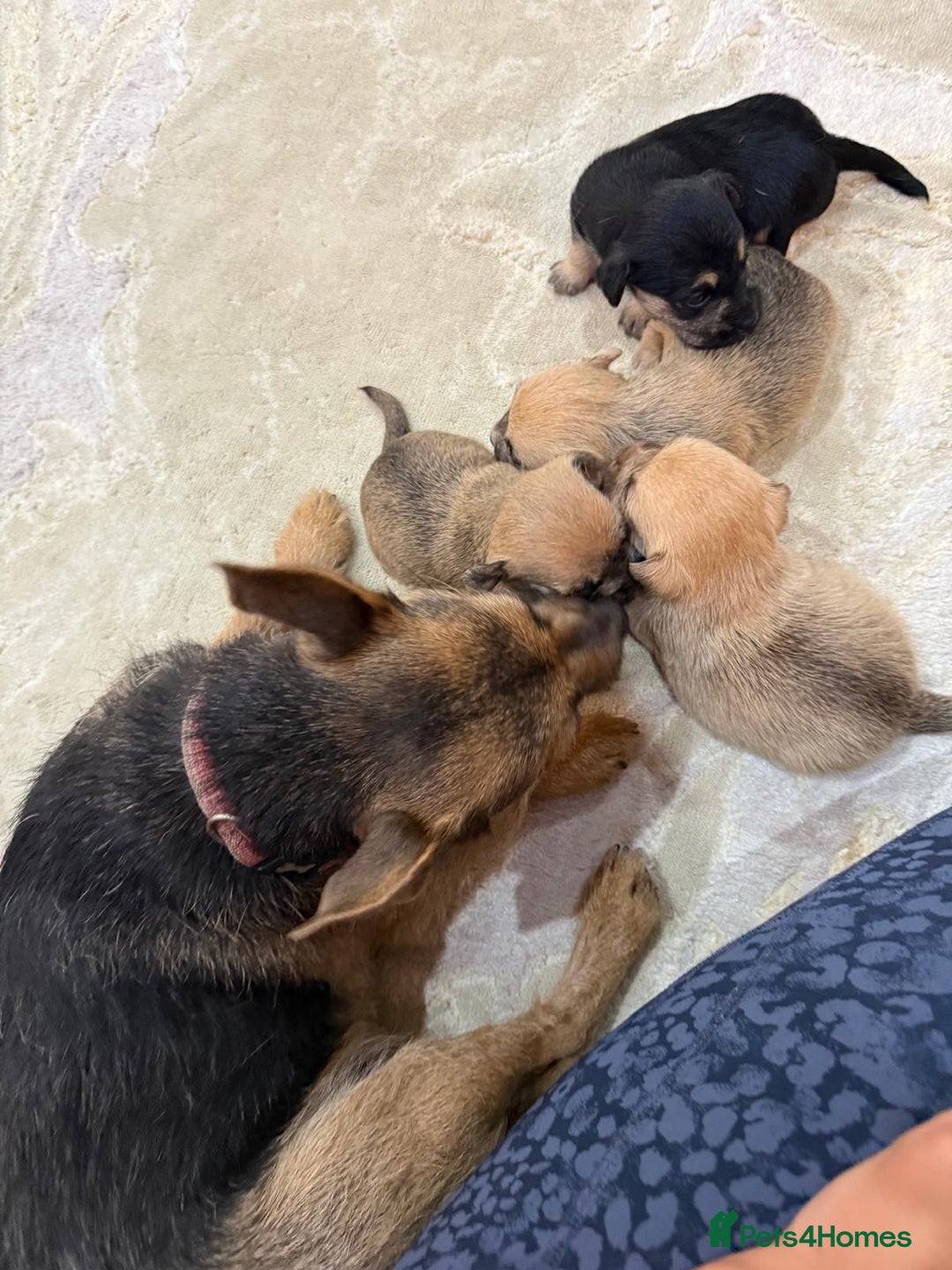 Jack Russell dogs for sale: Much Wenlock Jack Russell Pups  - Image 12