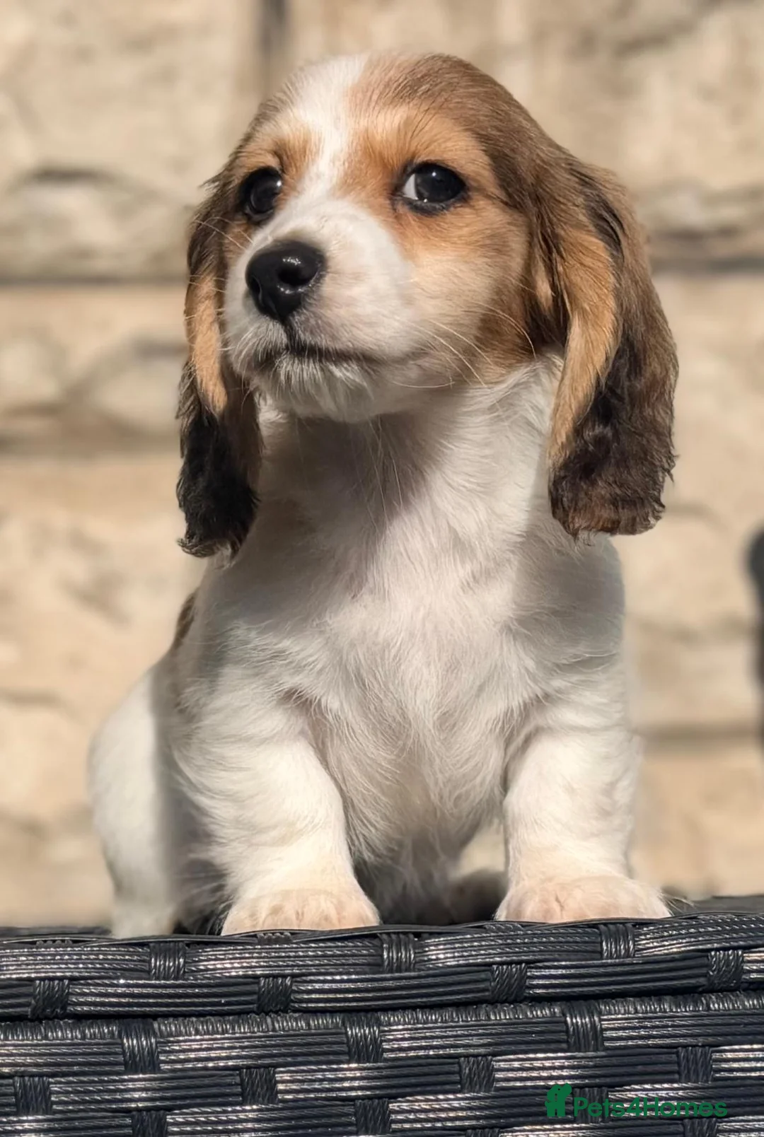 Miniature Dachshund dogs for sale: 2 cute long haired miniature dachshunds available  - Advert 2