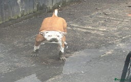 Bullmastiff dogs for sale: Bullmastiff - Image 5