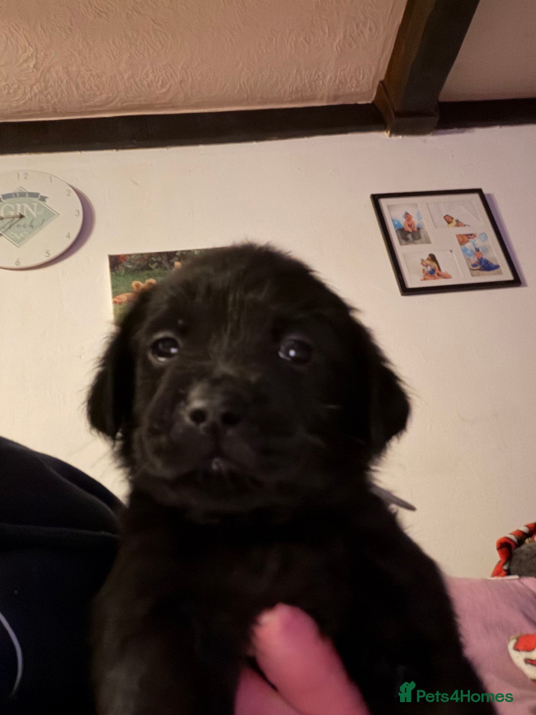 Goldador dogs for sale: Goldador puppies - Advert 17