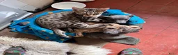 Savannah cats for sale: Savannah x Dorset lad kitten for sale - Advert 5