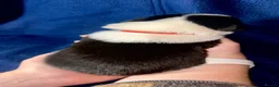 Border Collie dogs for sale: GORGEOUS BORDER COLLIE PUPPIES - Advert 3