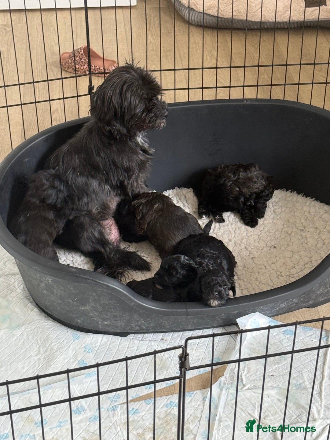 Yorkshire Terrier dogs for sale: Yorkies  - Image 18
