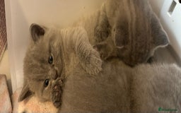 British Shorthair cats for sale: Short British hair kittens cross Scottish fold. - Image 12