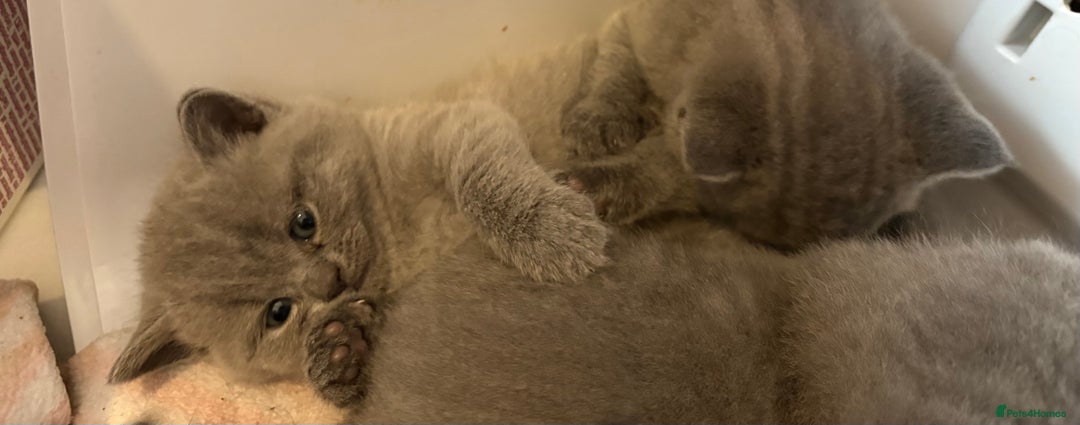 British Shorthair cats for sale: Short British hair kittens cross Scottish fold. - Image 12