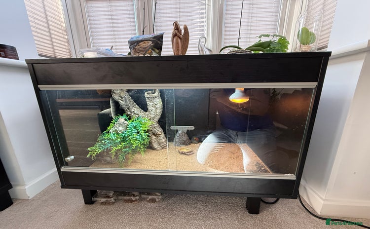 Bearded Dragon reptiles - Advert 1