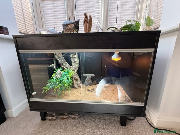 Bearded Dragon reptiles - Advert 1