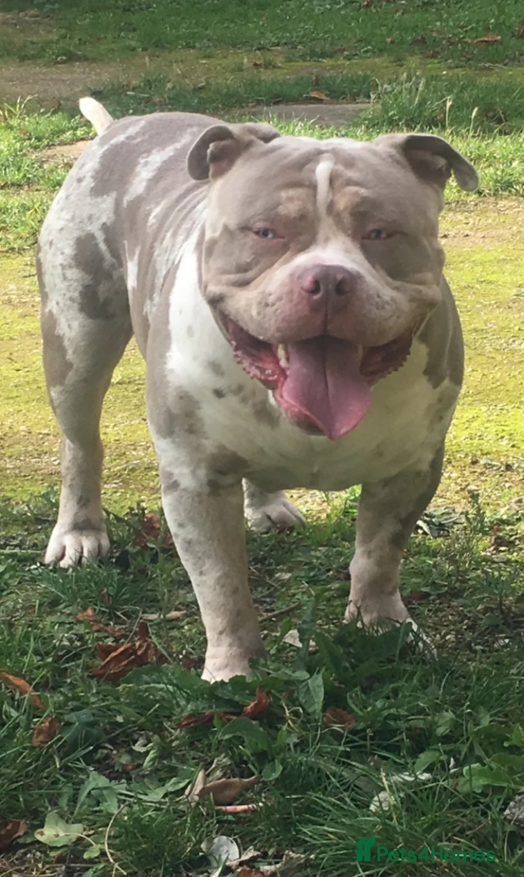 Mixed Breed dogs for sale: Beautiful bulldog /mastiff cross  - Advert 2