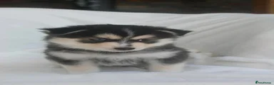 Puppy 1