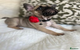 French Bulldog dogs for sale: Quality French Bulldog Puppies L4 carriers - Image 18
