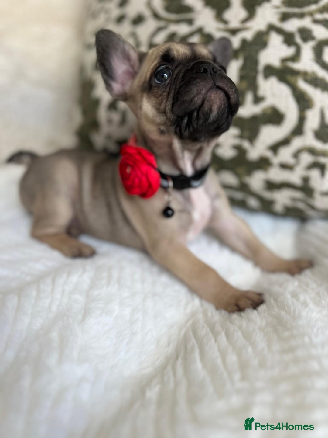 French Bulldog dogs for sale: Quality French Bulldog Puppies L4 carriers - Image 18
