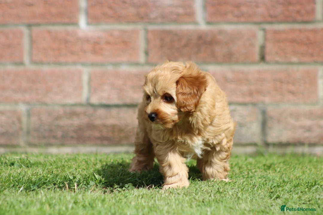Cockapoo dogs for sale: Beautiful Cockapoo puppies for sale - Image 20