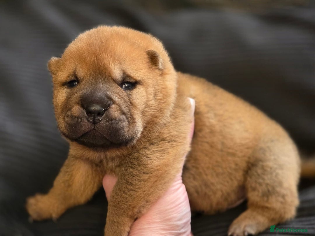Mixed Breed dogs for sale: Chow Pei puppies - Advert 33