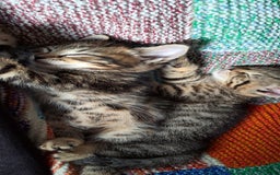 Mixed Breed cats for sale: Bengal mix kittens 😸 ♥️  - Image 7