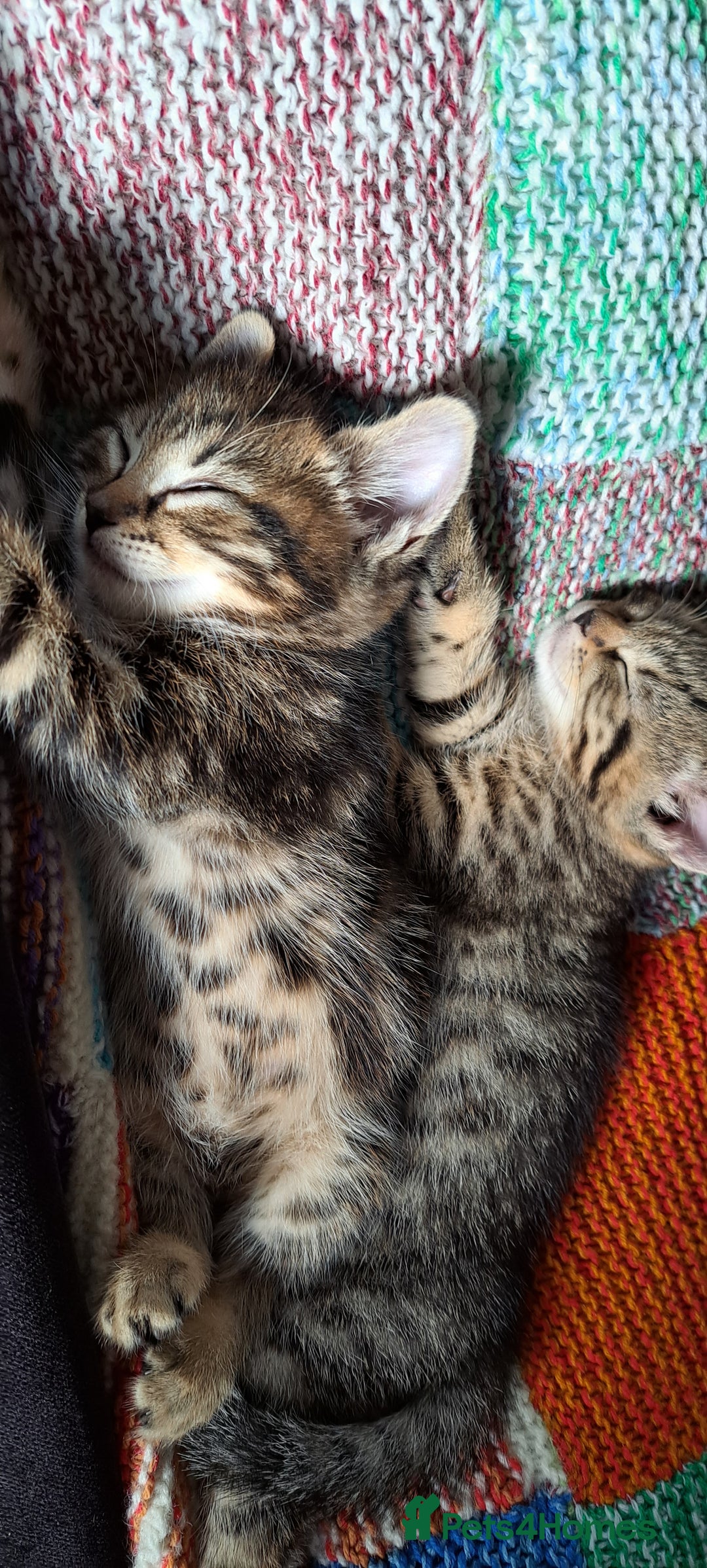 Mixed Breed cats for sale: Bengal mix kittens 😸 ♥️  - Image 7