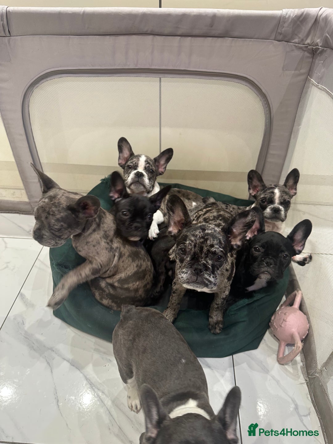 French Bulldog dogs for sale: French Bulldog Puppies for sale  - Advert 1