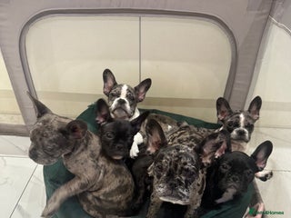 French Bulldog dogs French Bulldog Puppies for sale - Advert 1