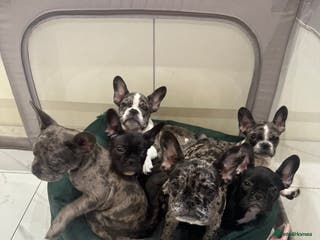French Bulldog dogs French Bulldog Puppies for sale - Advert 4