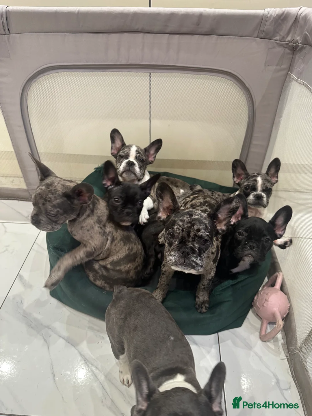 French Bulldog dogs for sale: French Bulldog Puppies for sale  - Advert 1