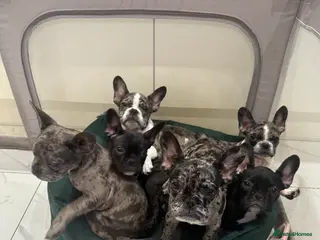 French Bulldog dogs French Bulldog Puppies for sale - Advert 5
