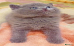 British Shorthair cats for sale: Stunning British Short Hair for Sale - Image 5