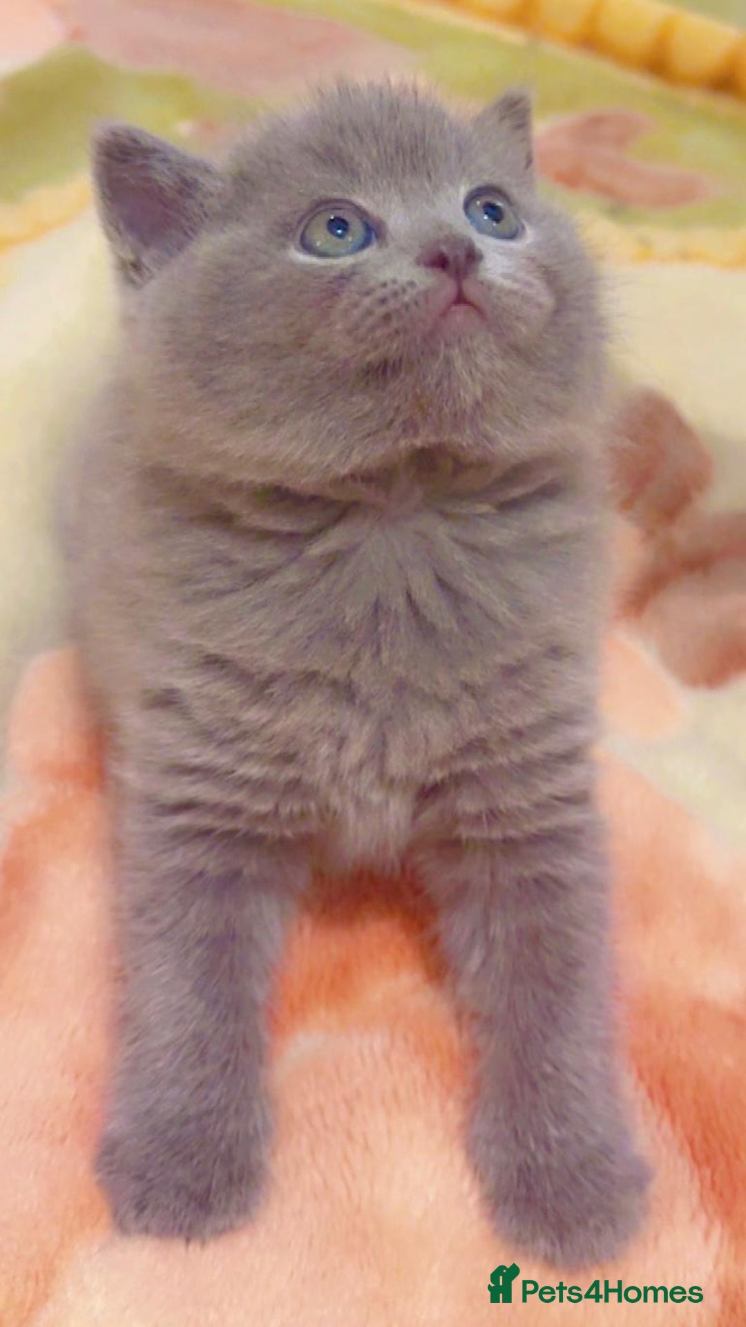 British Shorthair cats for sale: Stunning British Short Hair for Sale - Image 5