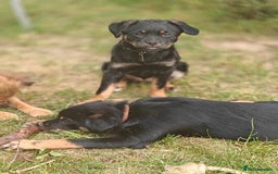 Mixed Breed dogs for adoption: 🐶💖 MATILDA 💖🐶 - Image 13