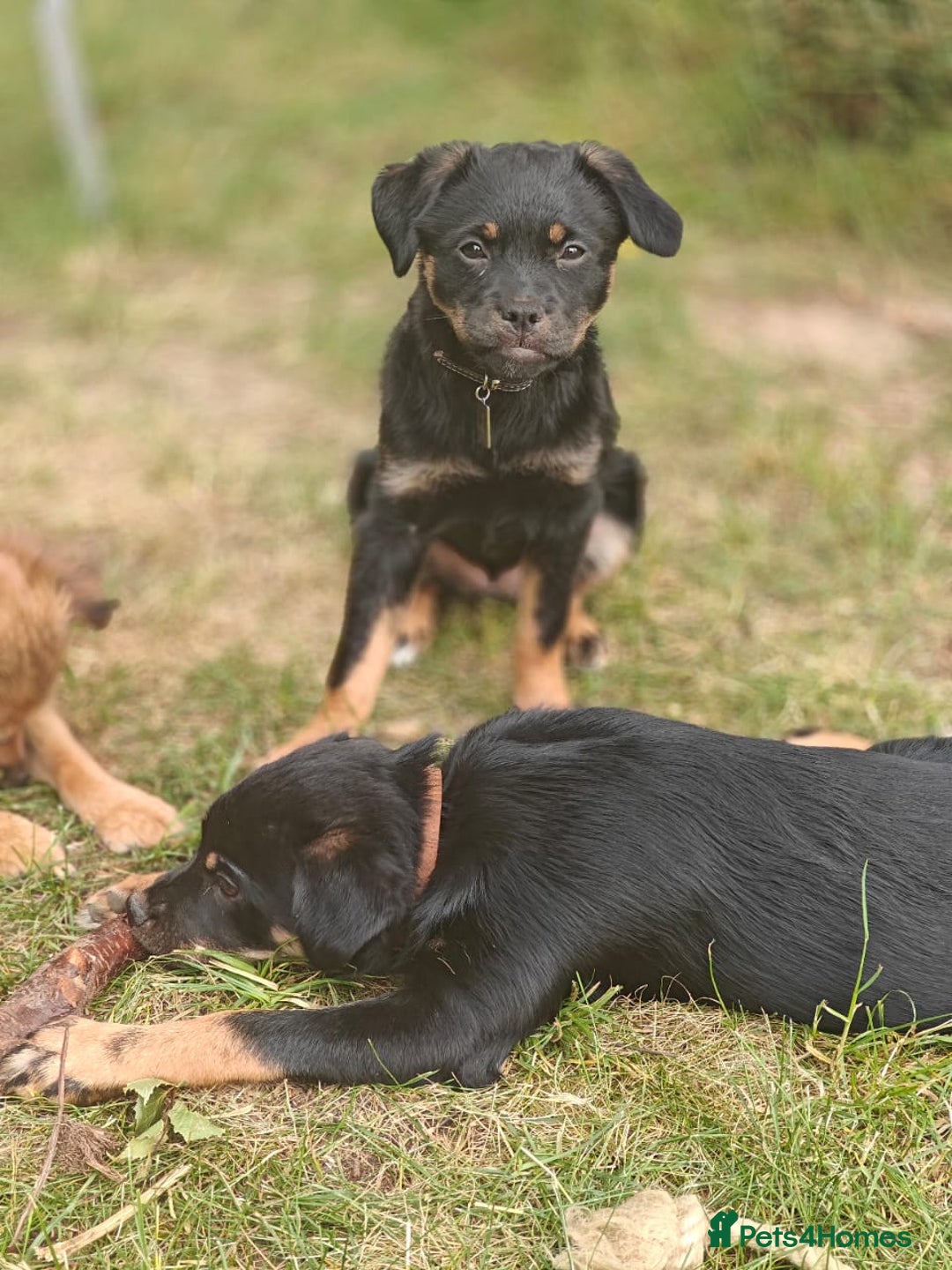 Mixed Breed dogs for adoption: 🐶💖 MATILDA 💖🐶 - Image 13